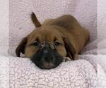 Small Photo #2 Colonial Cocker Spaniel-Unknown Mix Puppy For Sale in San Diego, CA, USA