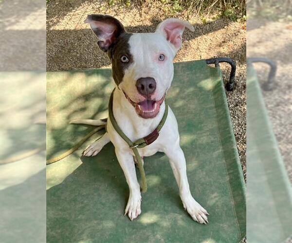 Medium Photo #3 American Pit Bull Terrier Puppy For Sale in Peoria, IL, USA
