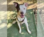 Small #2 American Pit Bull Terrier