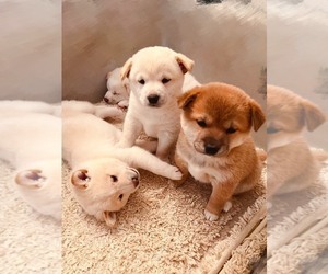 Shiba Inu Puppy for Sale in SAN DIEGO, California USA