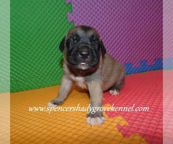 Medium Photo #11 Mastiff Puppy For Sale in CABOOL, MO, USA