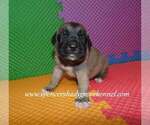 Small #10 Mastiff