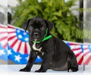 Cane Corso Puppy for sale in GAP, PA, USA