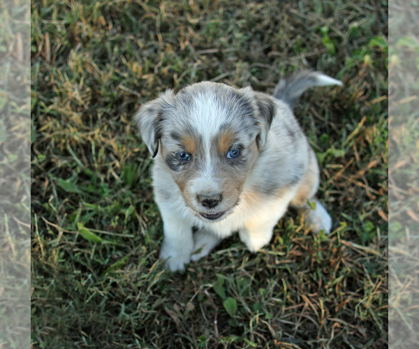 Medium Photo #7 Australian Shepherd Puppy For Sale in LASCASSAS, TN, USA