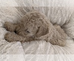 Small Photo #7 Goldendoodle Puppy For Sale in COLORADO SPRINGS, CO, USA