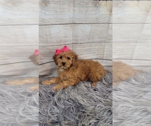 Goldendoodle (Miniature) Puppy for sale in INDIANAPOLIS, IN, USA