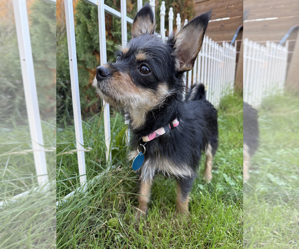 Medium Photo #2 Chihuahua-Unknown Mix Puppy For Sale in Bellevue, WA, USA