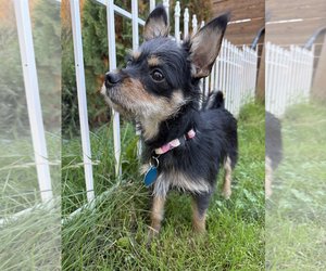 Chap - Male Chihuahua-Unknown Mix Dog for Adoption - Photo #2
