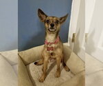 Small #6 Chihuahua