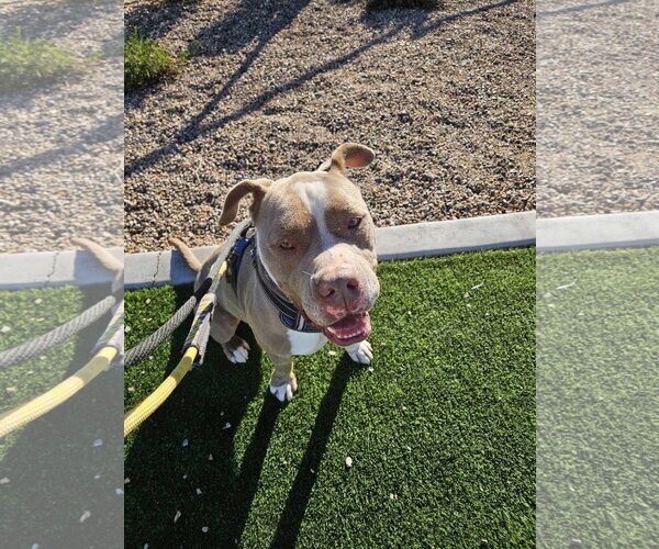 Medium Photo #6 American Staffordshire Terrier-Unknown Mix Puppy For Sale in phoenix, AZ, USA