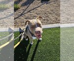 Small #5 American Staffordshire Terrier Mix
