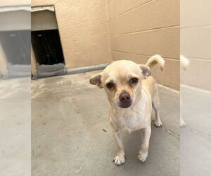 Chihuahua Dogs for adoption in Ojai, CA, USA