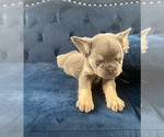 Small Photo #18 French Bulldog Puppy For Sale in UNIVERSAL CITY, CA, USA