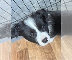 Small Photo #9 Border Collie Puppy For Sale in CAMAS, WA, USA