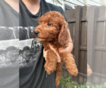 Small #4 Goldendoodle (Miniature)