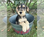 Small #3 Schnoodle (Miniature)