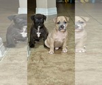 Small #6 American Staffordshire Terrier-Labrador Retriever Mix