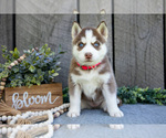 Puppy Nixie Siberian Husky