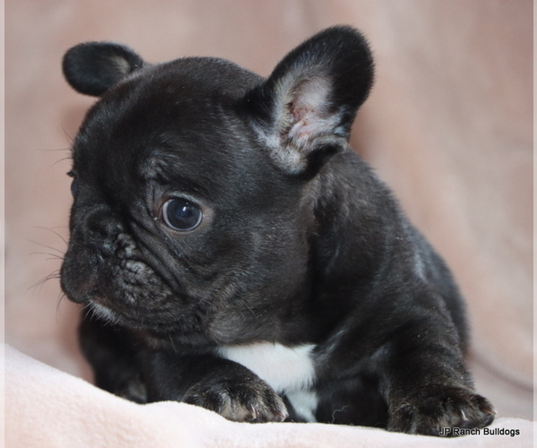 Medium Photo #2 French Bulldog Puppy For Sale in WINNSBORO, TX, USA