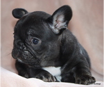 Small #1 French Bulldog
