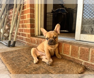 French Bulldog Puppy for sale in FORT COLLINS, CO, USA