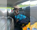 Small #3 Great Dane Mix