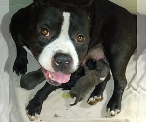 Mother of the American Bully puppies born on 10/10/2021