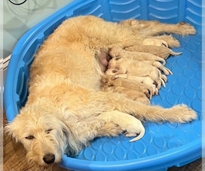 Mother of the Labradoodle puppies born on 05/20/2022