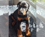 Puppy Titan Doberman Pinscher