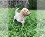 Small #2 Goldendoodle