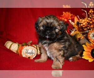 Shih Tzu Puppy for sale in HILLSVILLE, VA, USA