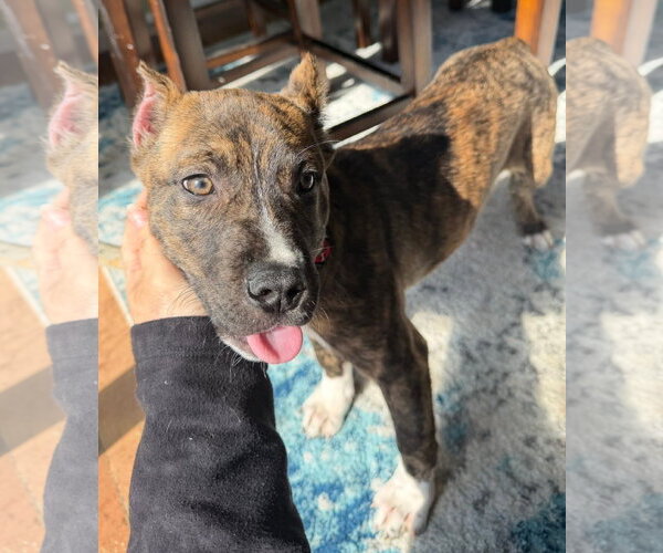 Medium Photo #2 Mutt Puppy For Sale in Clarkston, MI, USA