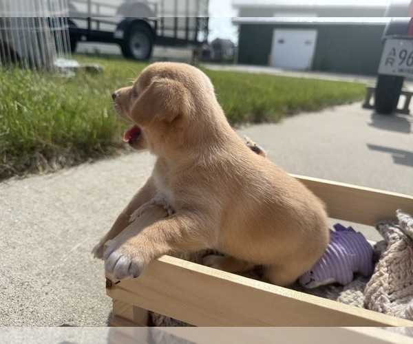 Medium Photo #21 Beagle-Shiba Inu Mix Puppy For Sale in TWO RIVERS, WI, USA