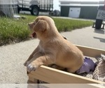 Small Photo #21 Beagle-Shiba Inu Mix Puppy For Sale in TWO RIVERS, WI, USA