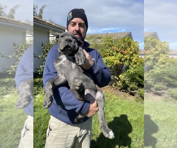 Medium Photo #5 Cane Corso Puppy For Sale in KEIZER, OR, USA