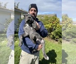 Litter of 3 - Male Cane CorsoLitter of Puppies for Sale - Photo #5