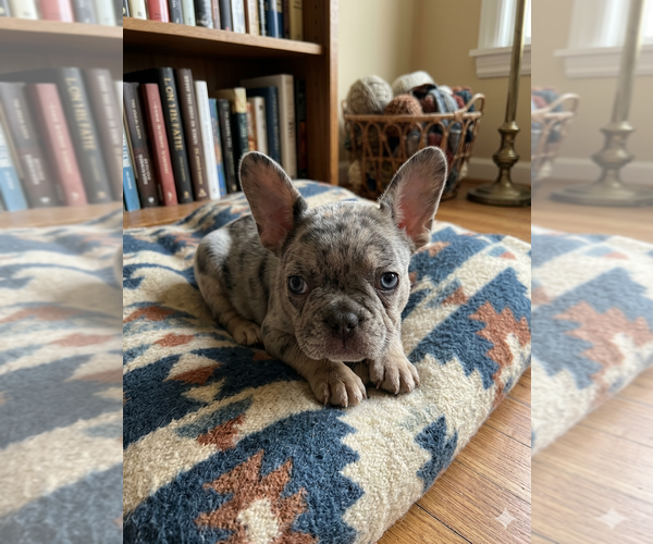 Medium Photo #6 French Bulldog Puppy For Sale in RENTON, WA, USA
