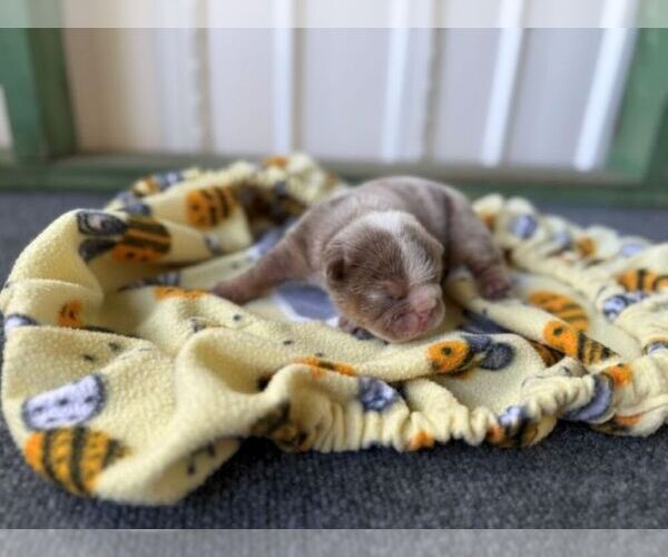 Medium Photo #5 Bulldog Puppy For Sale in OOLOGAH, OK, USA