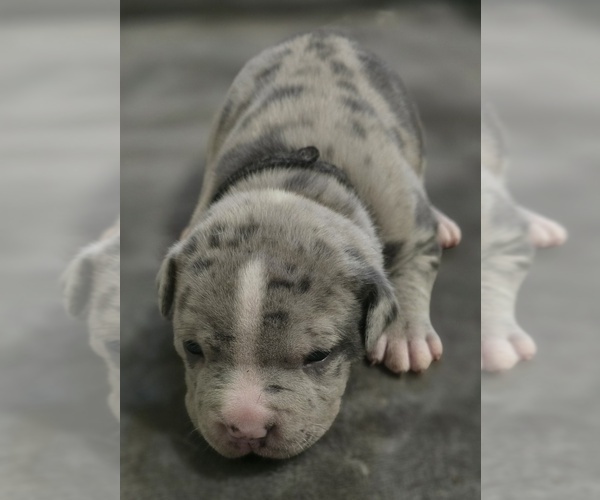 Medium Photo #6 American Bully Puppy For Sale in KISSIMMEE, FL, USA