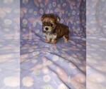 Small #8 Morkie