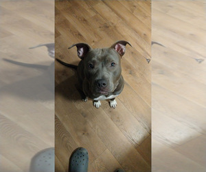 Mother of the American Pit Bull Terrier puppies born on 11/27/2025