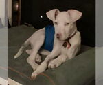 Small #1 Dalmatian Mix