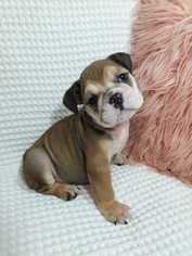 English Bulldog Puppy for sale in REVERE, MA, USA