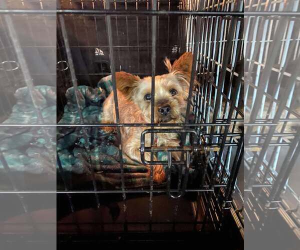 Medium Photo #1 Mutt Puppy For Sale in Lewistown, PA, USA