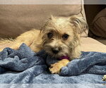 Small Photo #3 Mutt Puppy For Sale in Corona, CA, USA