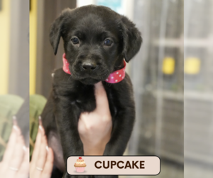 Labrador Retriever-Unknown Mix Dogs for adoption in Brooklyn, NY, USA