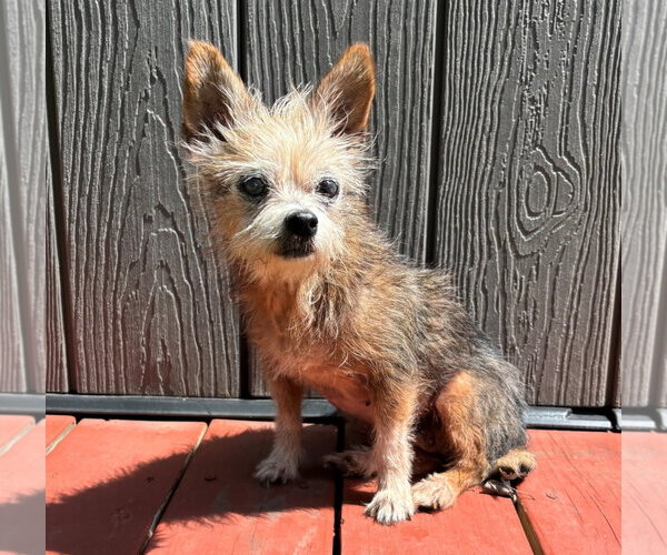 Medium Photo #6 Mutt Puppy For Sale in HOUSTON, TX, USA