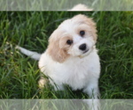 Small #2 Cavachon