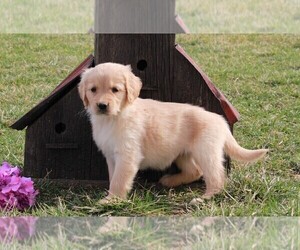 Golden Retriever Puppy for sale in FREDERICKSBURG, OH, USA