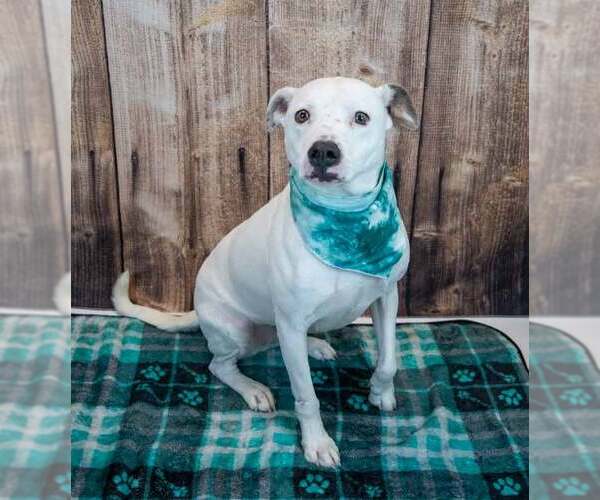 Medium Photo #4 Bulldog-Unknown Mix Puppy For Sale in Kennesaw, GA, USA